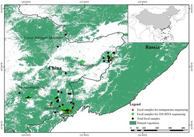 Comparative Analysis of Microbial Community Structure and Function in the Gut of Wild and Captive Amur Tiger